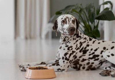 The Dog Podcast Uncovers Startling Truths About What We Feed Our Dogs [Press Release]