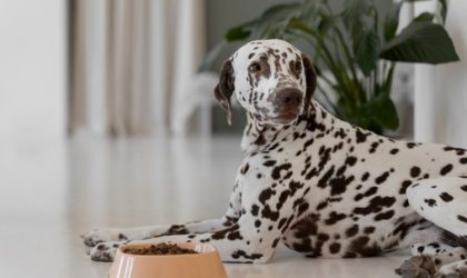 The Dog Podcast Uncovers Startling Truths About What We Feed Our Dogs [Press Release]