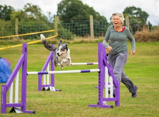 Dog Agility Training for Beginners: A Fun and Rewarding Journey