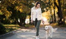 Dog Walk and Train Services: The Smarter Way to Exercise and Educate Your Dog