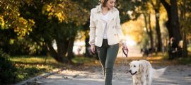 Dog Walk and Train Services: The Smarter Way to Exercise and Educate Your Dog