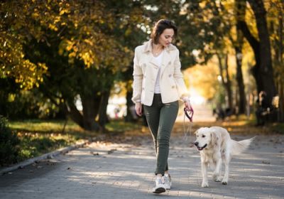 Dog Walk and Train Services: The Smarter Way to Exercise and Educate Your Dog