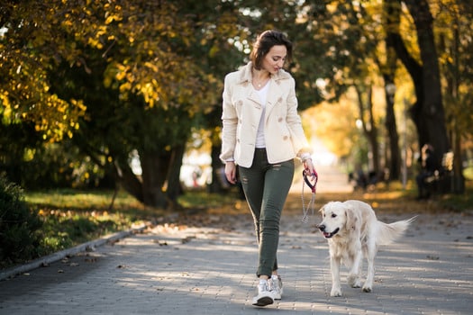 Dog Walk and Train Services: The Smarter Way to Exercise and Educate Your Dog